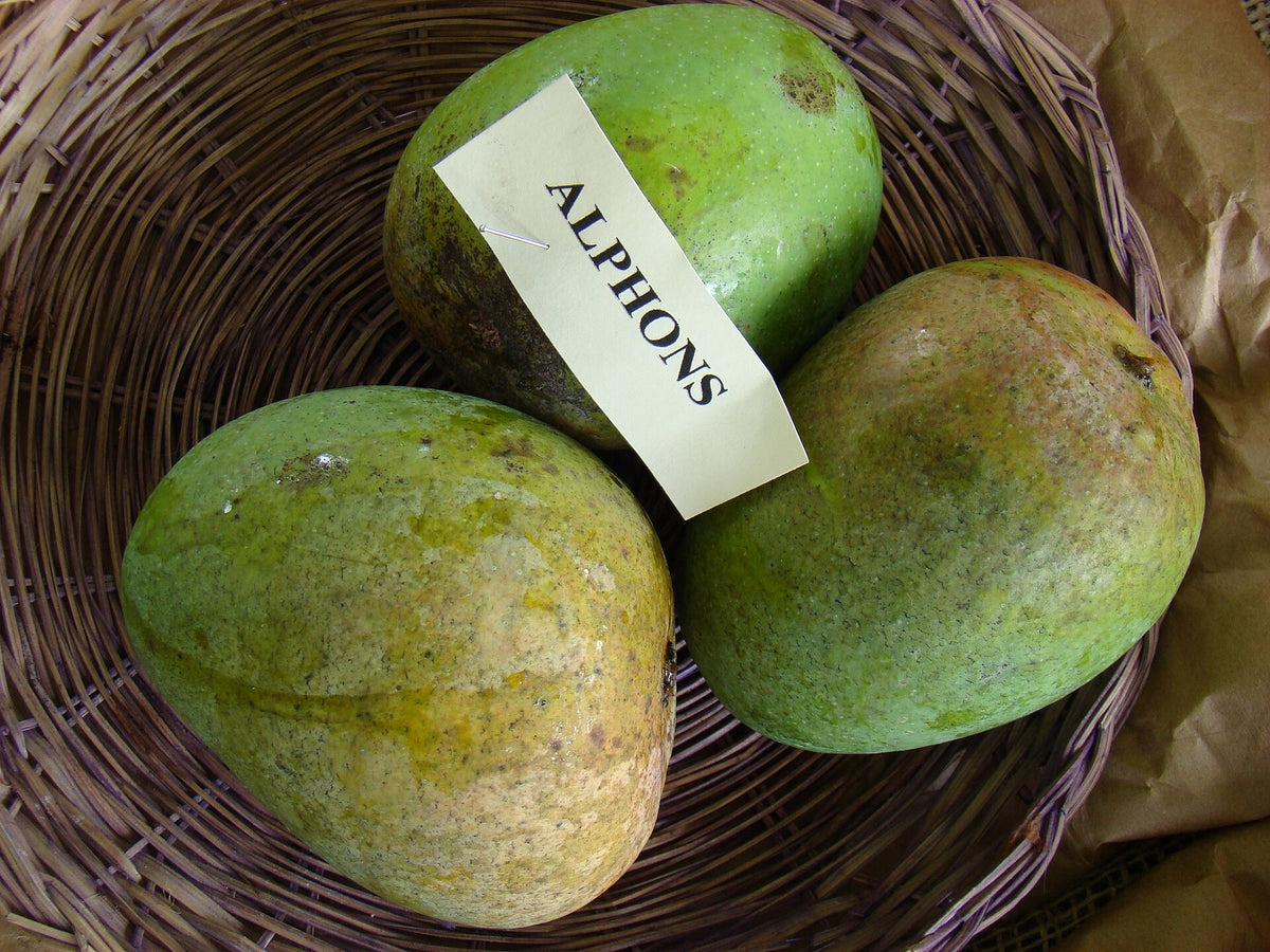 Alphonso mango fruit