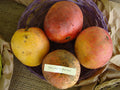 Bailey's Marvel mango fruit