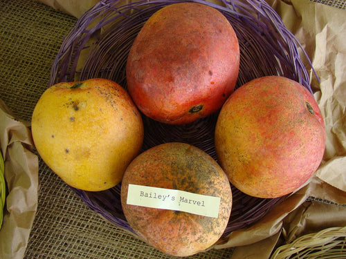 Bailey's Marvel mango fruit