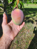 Haden Mango – Pre-Order