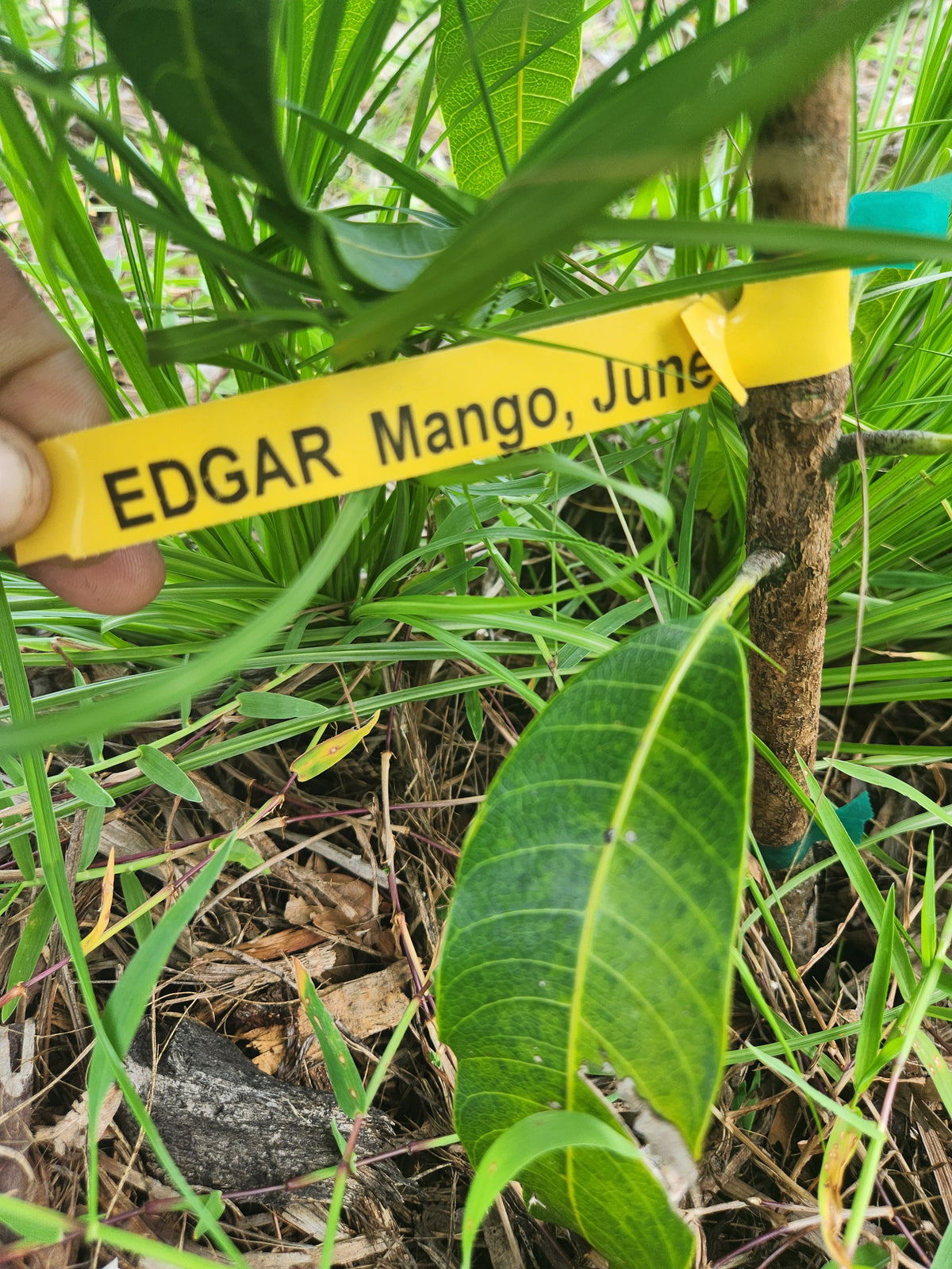 Edgar Mango – Pre-Order