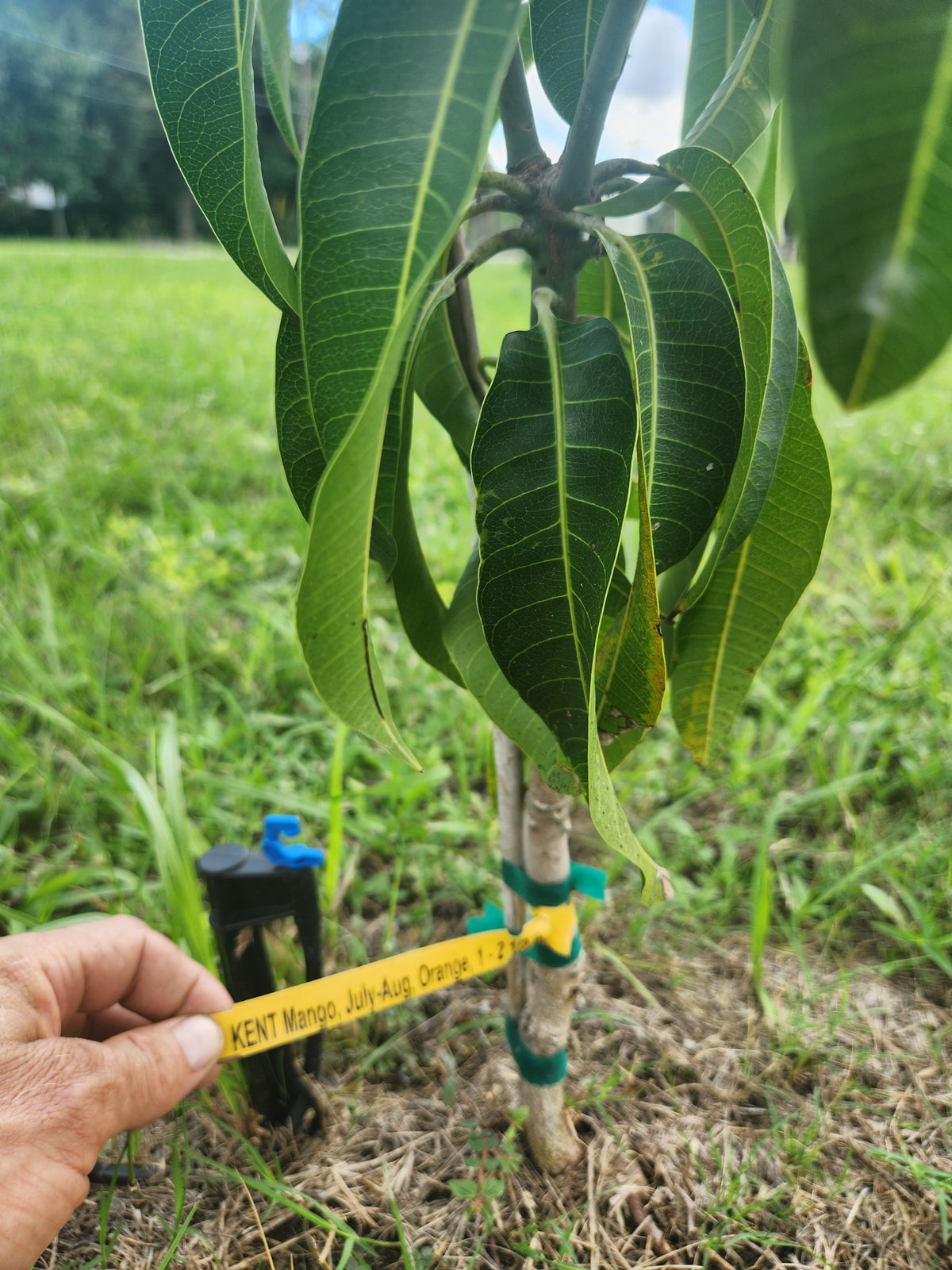 Kent Mango – Pre-Order