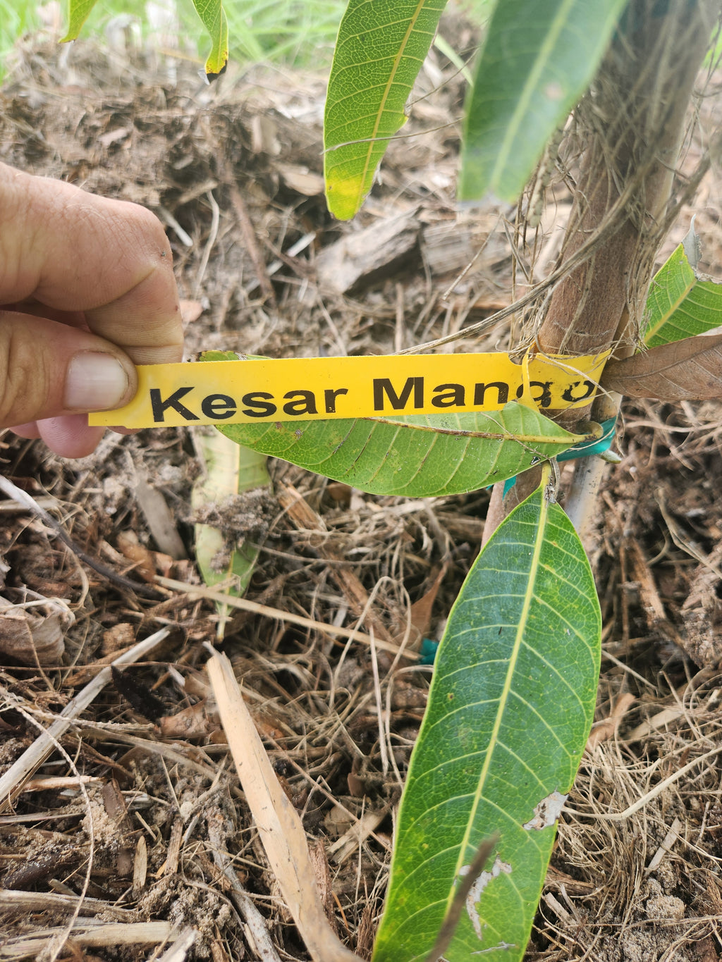 Kesar Mango – Pre-Order