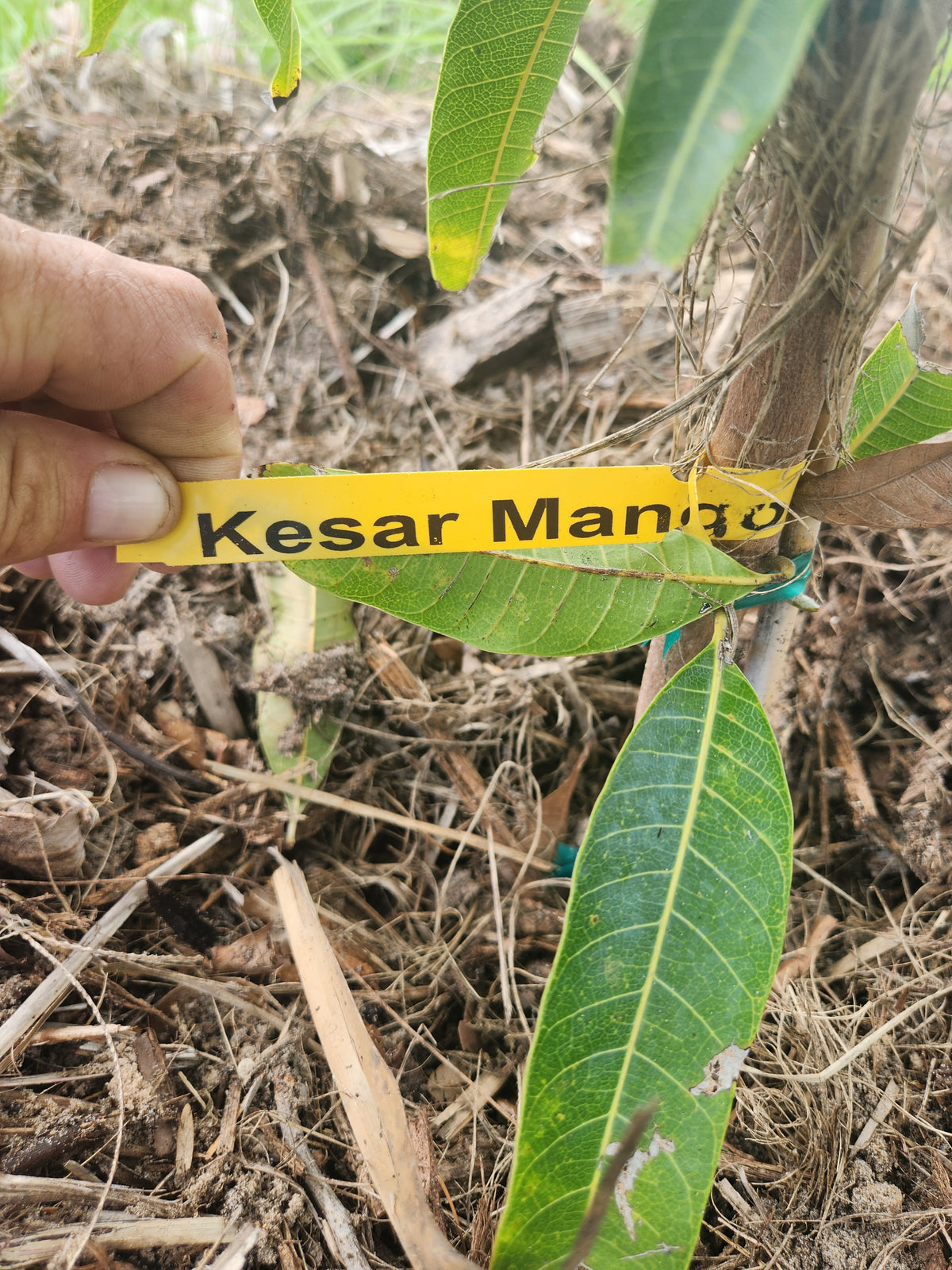 Kesar Mango – Pre-Order