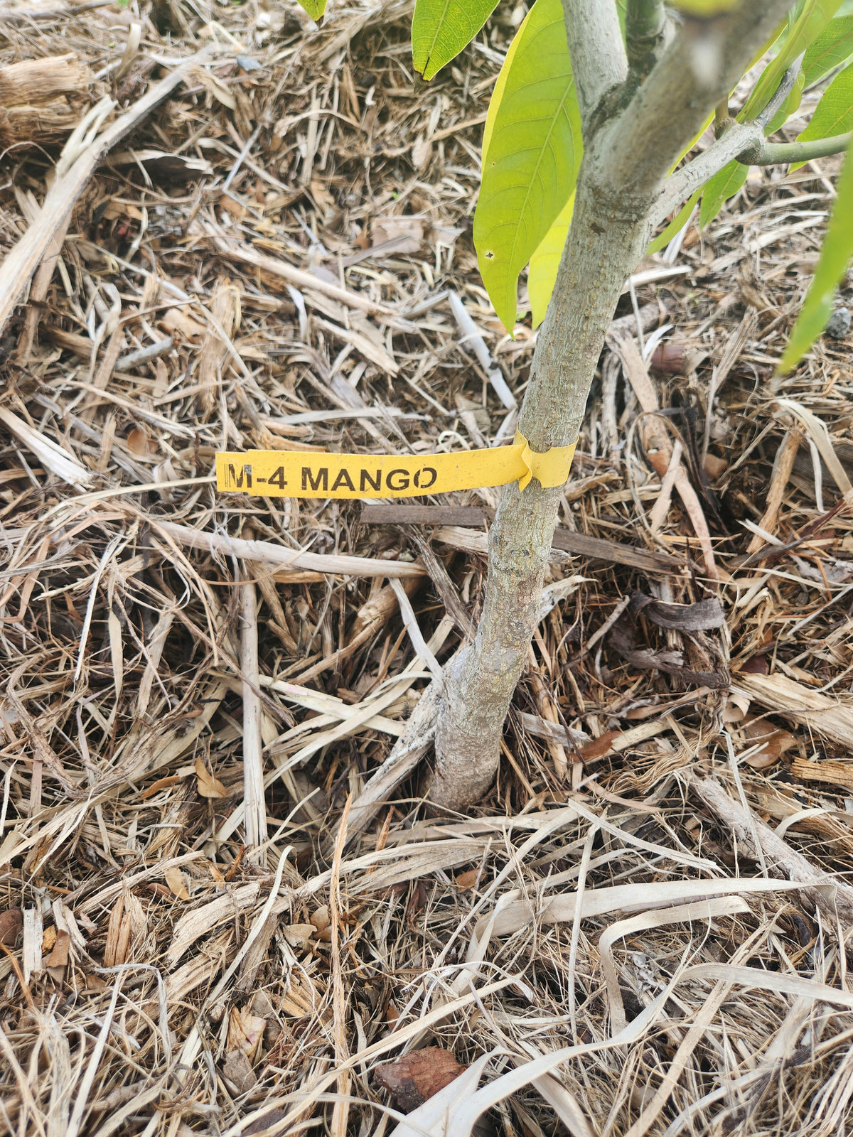 M-4 Mango – Pre-Order