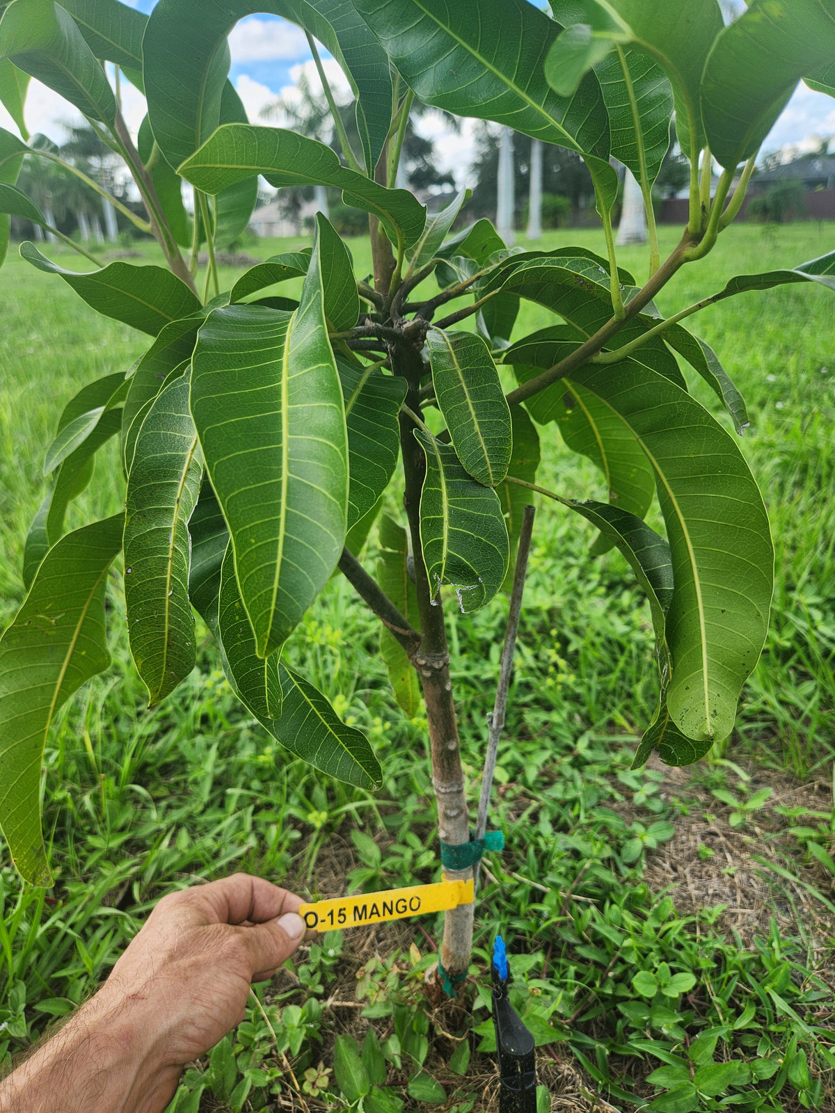 O-15 Mango – Pre-Order