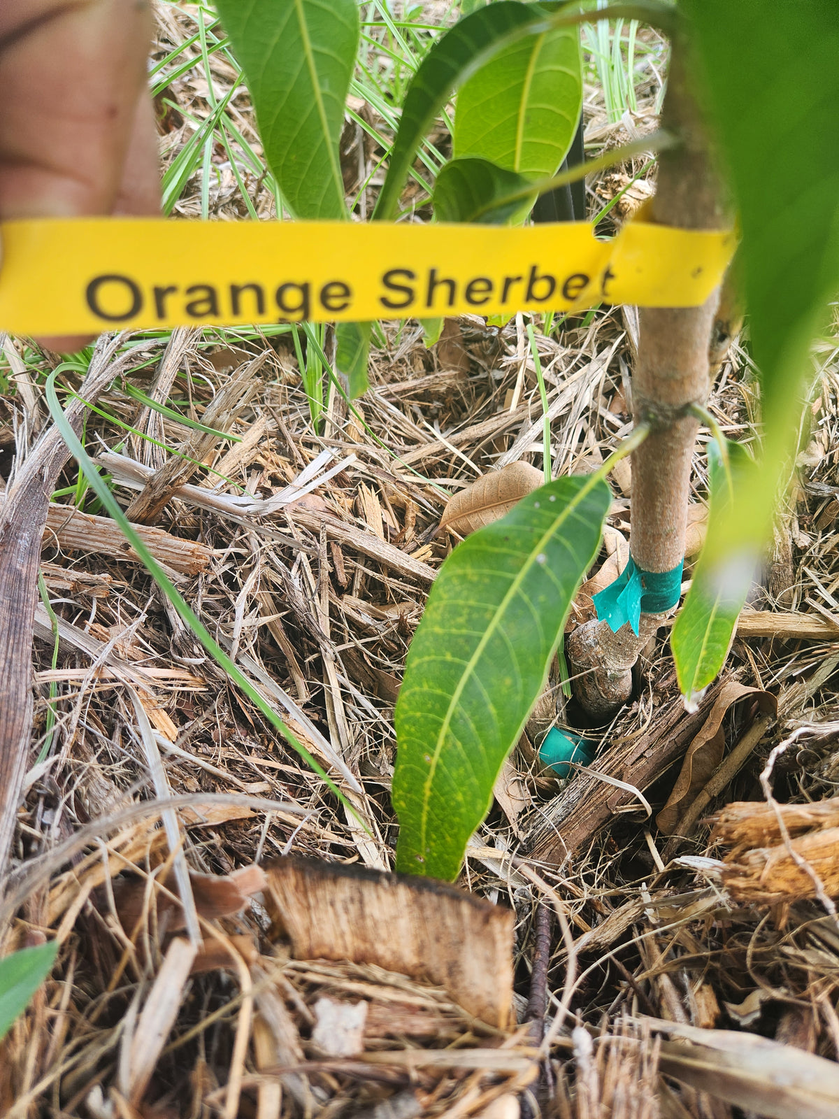 Orange Sherbet Mango – Pre-Order