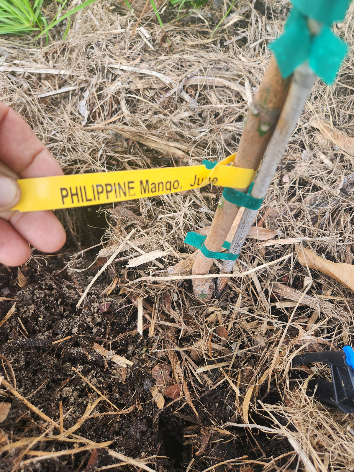 Philippine Mango – Pre-Order