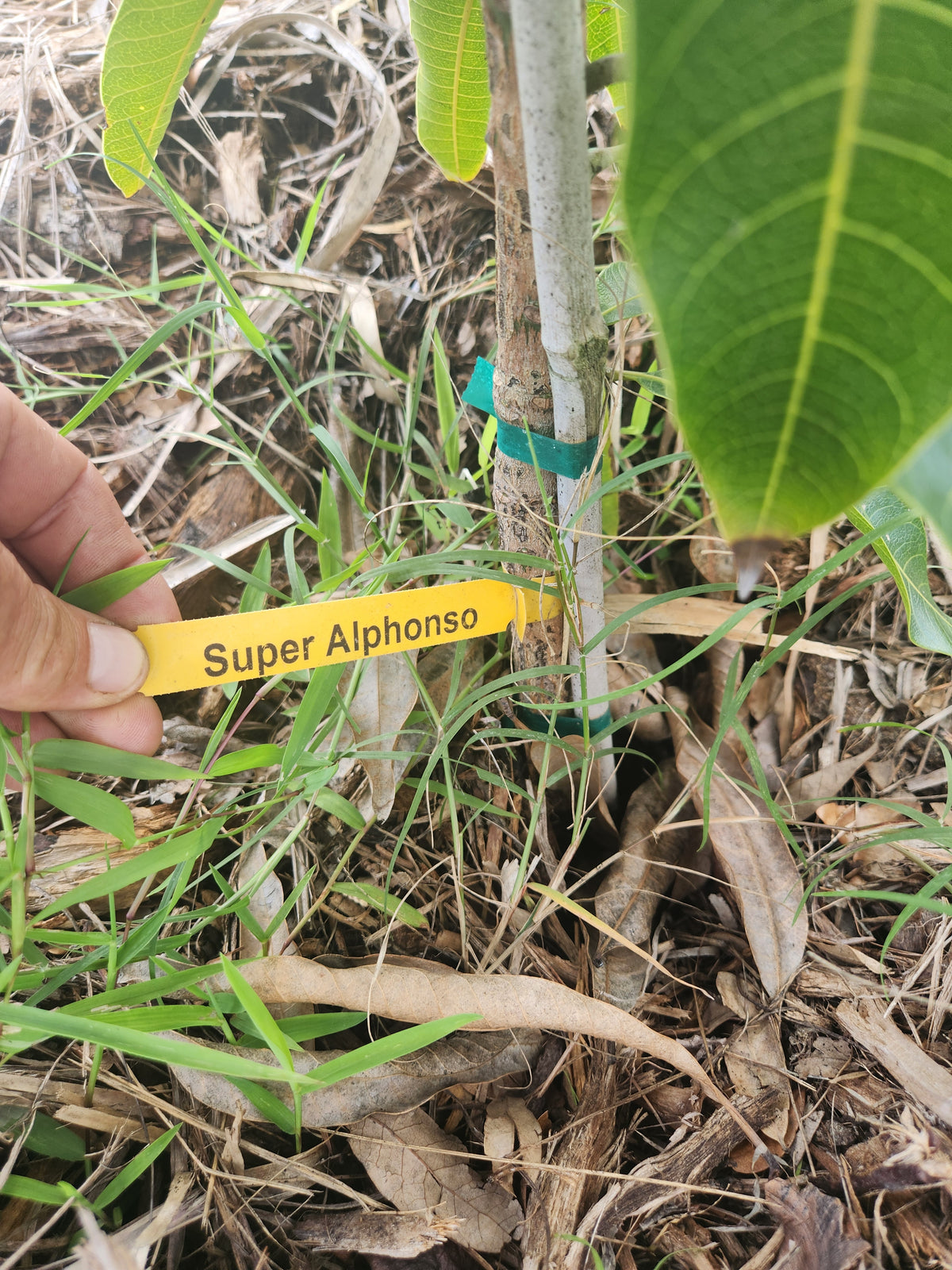 Super Alphonso Mango – Pre-Order