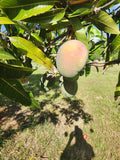Tommy Atkins Mango – Pre-Order