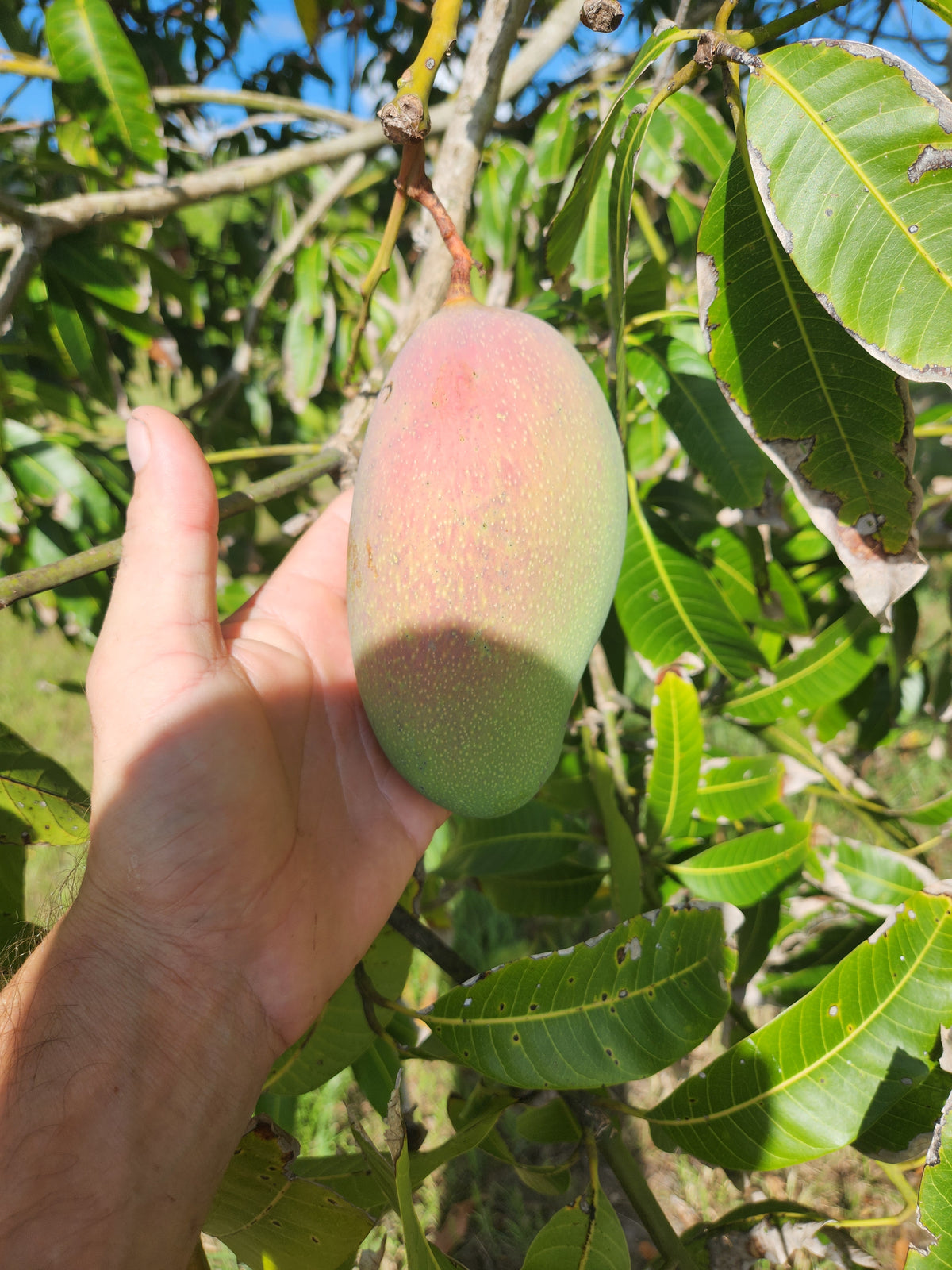 Valencia Pride Mango – Pre-Order